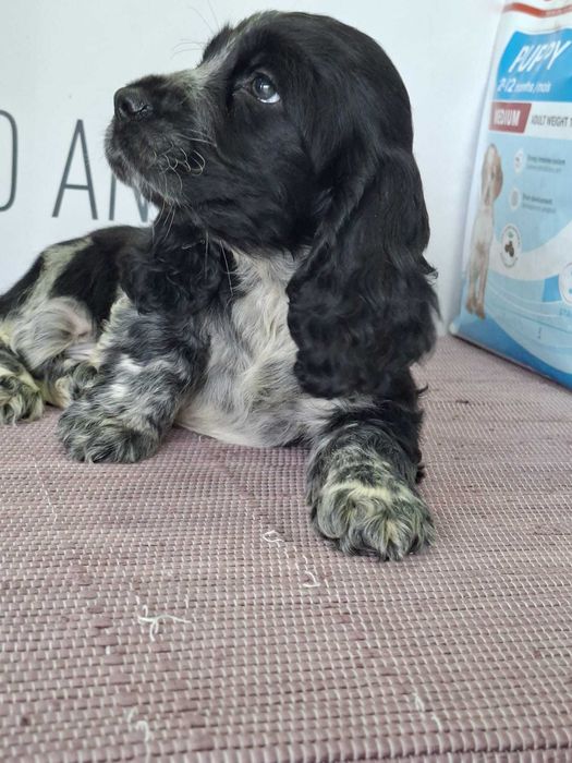 Cachorro Cocker Spaniel Inglês TOP