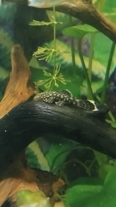Ancistrus sp. Criação própria