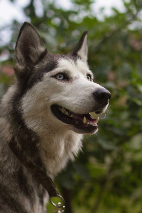 Nessi haszczy wulkan energii szuka aktywnego opiekuna - suczka husky adopcja