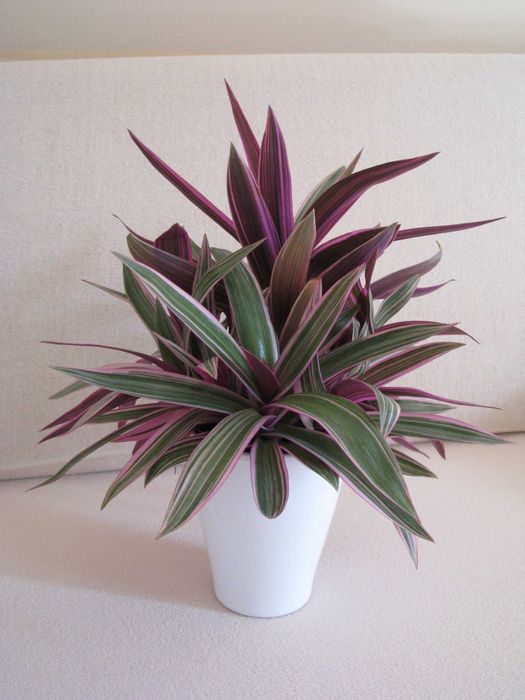 Reo meksykańskie trzykrotka tradeskancja piękna wielokolorowa roślinka