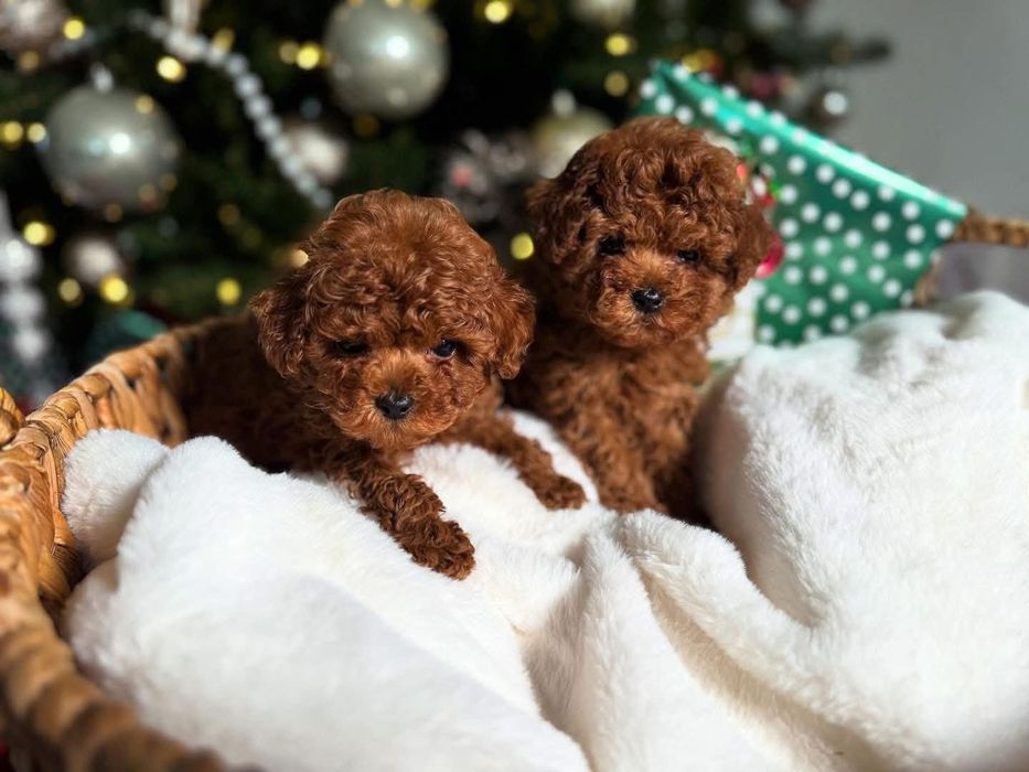 Той пудель шикарні  дівчата .