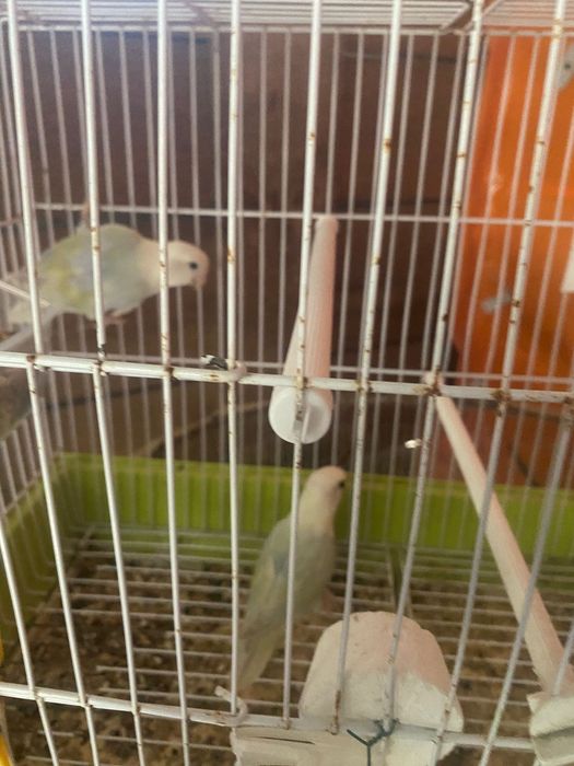 Vendo estes passaros tudo preços diferentes
