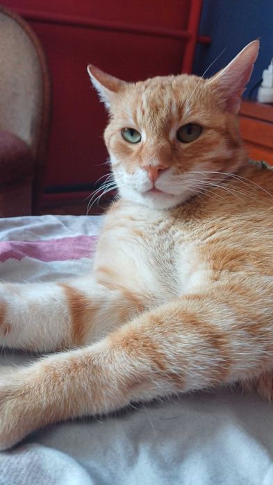 Zaginal rudy kocur Poznan