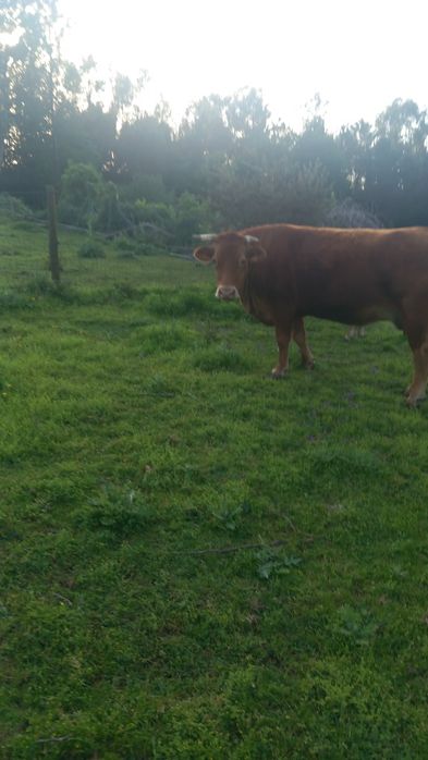 Vaca Pura Minhota
