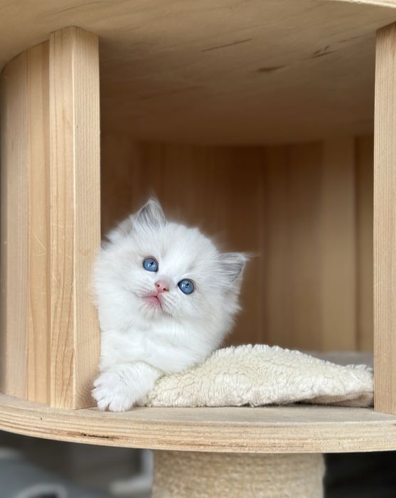 Kotka ragdoll blue hodowlano wystawowa FPL