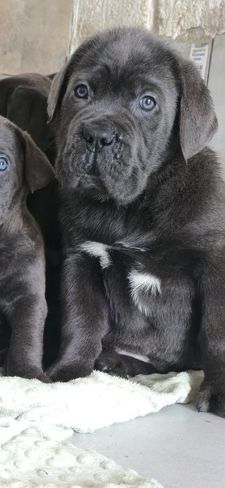 Cane Corso Błękitne Sunia
