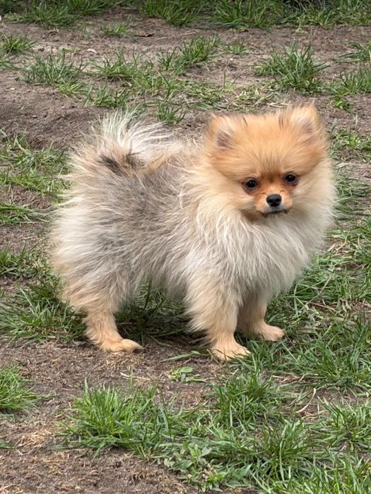 Suczka Szpic miniaturowy Pomeranian FCI