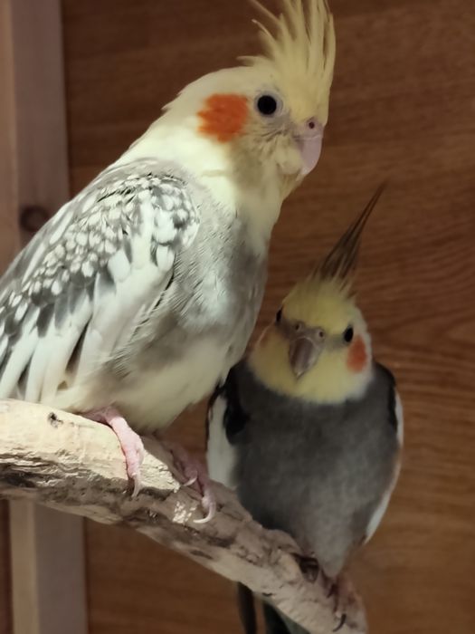 Papużki Nimfy parka