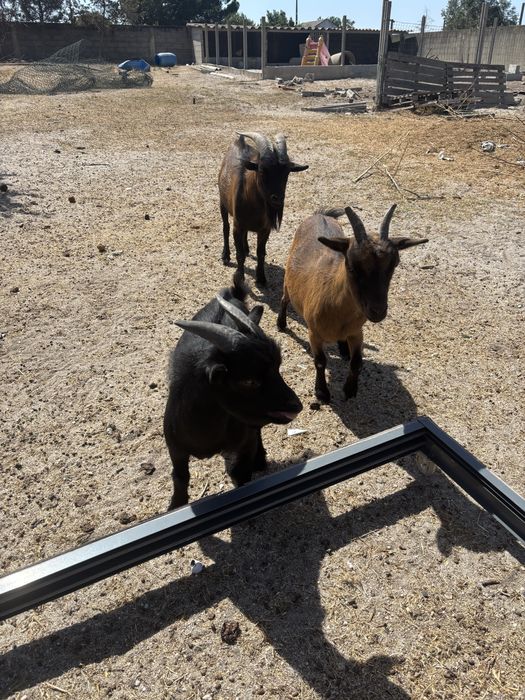 cabras e bodes anãs