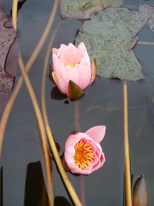 Лілія водяна (німфея ) Rosennimphe