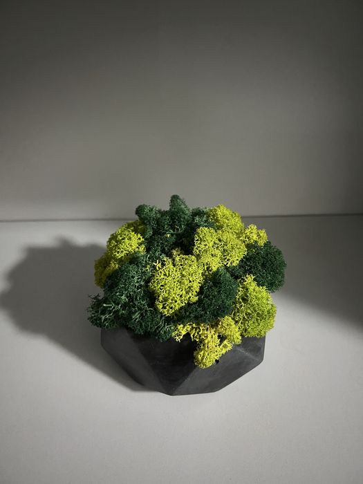 Ансамбль з декоративного моху