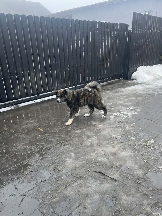 Szczeniaki Akita Japońska OKAZJA