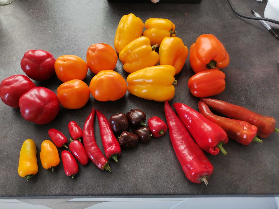 Nasiona kolekcjonerskie pomidorów,  papryk i innych warzyw.