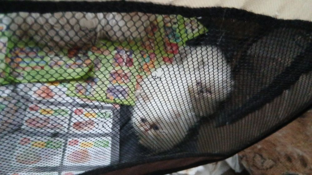 Маленьке котенятко.