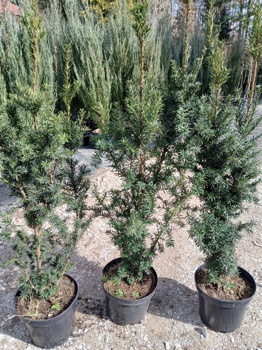 Cis Hicksii wys 90-110 cm cena 60 zł