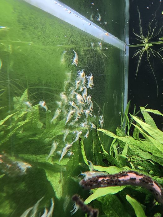 Krewetki white pearl - neocaridina - odbiór osobisty