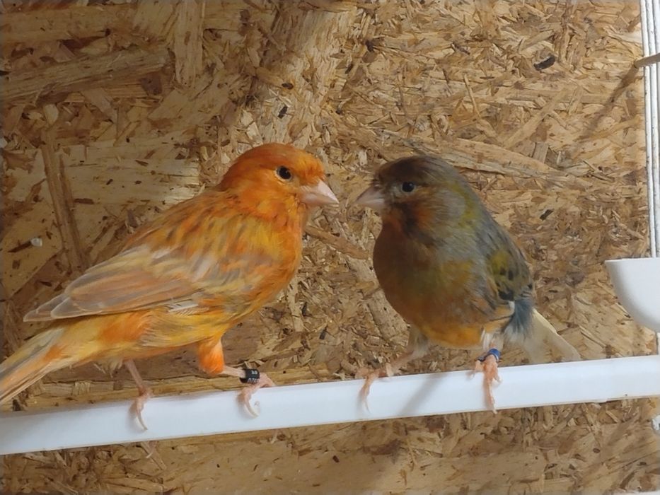 Casal canários 1