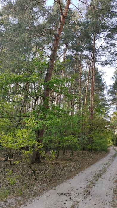 Działka na sprzedaż bez pośredników 3,8ha