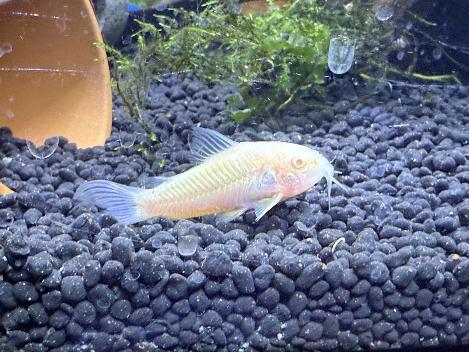 Corydoras albinas