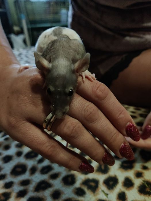 Крыса-сфинкс продажа