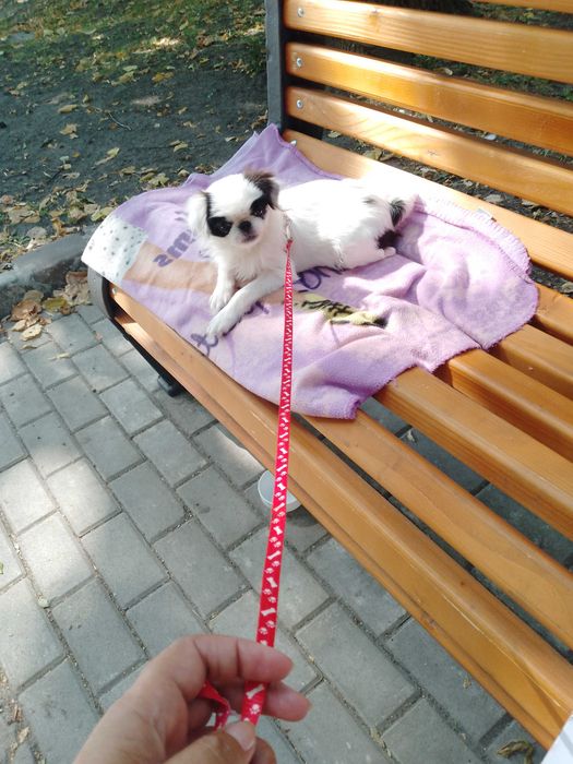 Японський хін хлопчик