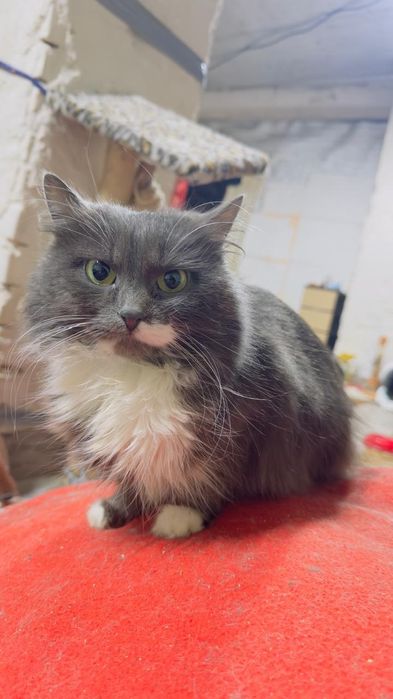 Неймовірна пухнаста леді у "білому жабо". Стерилізована!