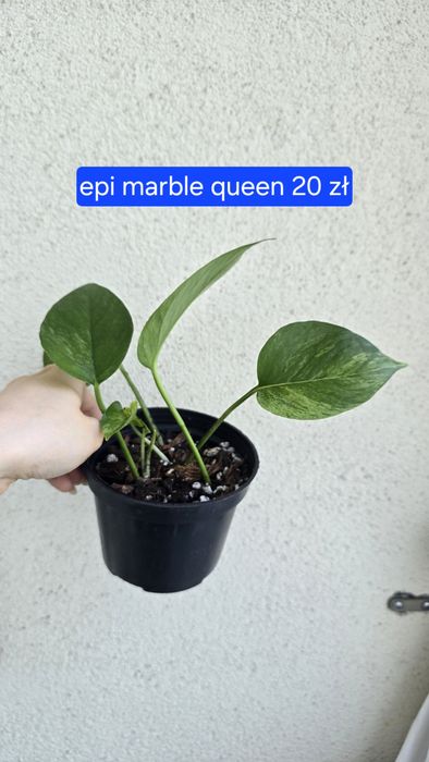 Epipremnum marble queen