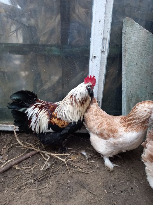 Півники порід Фавероль, джесерійського гіганта,  Бірківської барвистої