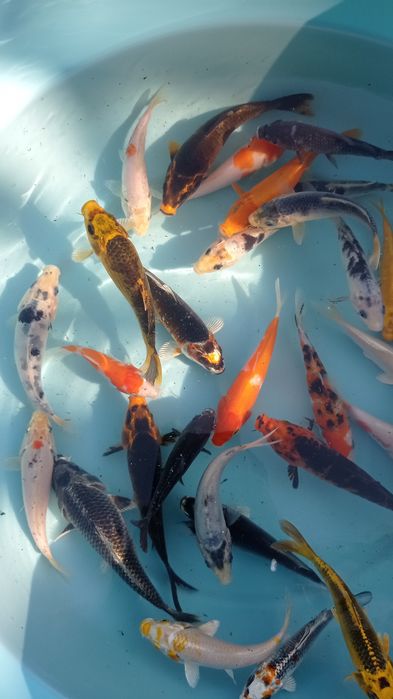 Carpas koi tosai premium