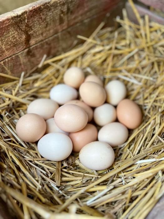 Яйця домашні , курині / цесарині , інкубація