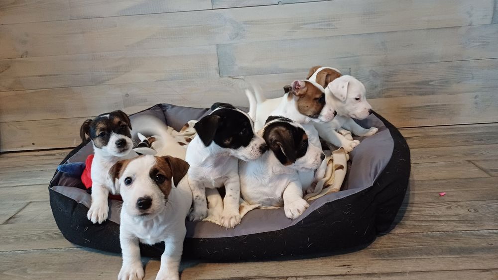 Jack russell terrier