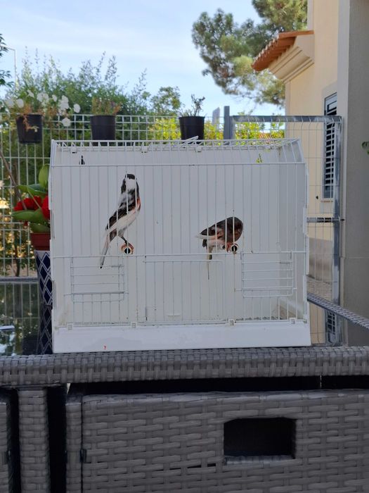 Canários Arlequim Português - Azeitão