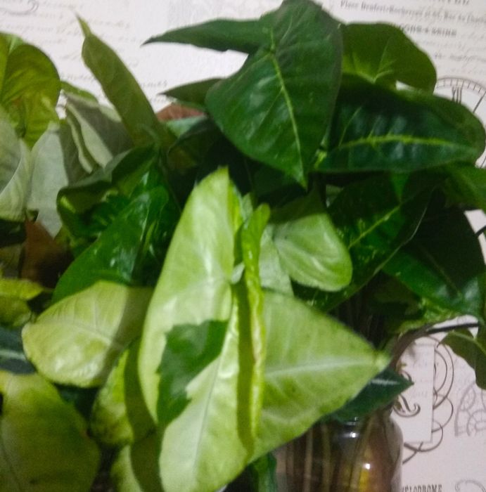 Зрізи сортових сингоніумів