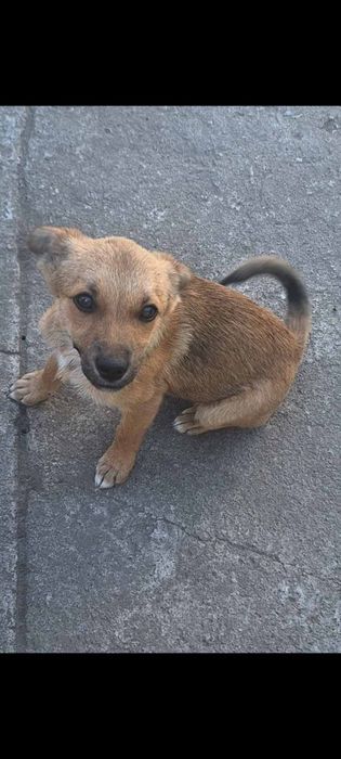 Собачка маленькая бесплатно. Щенок даром. Пёс. Щенки.