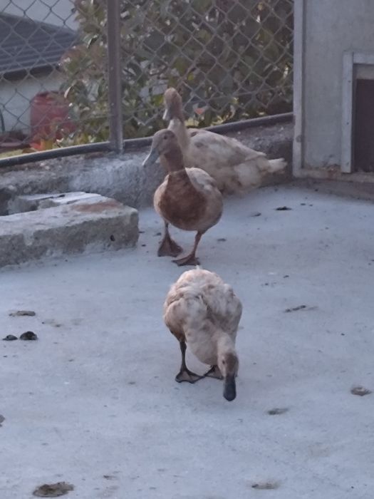 Trio de Patos kampel