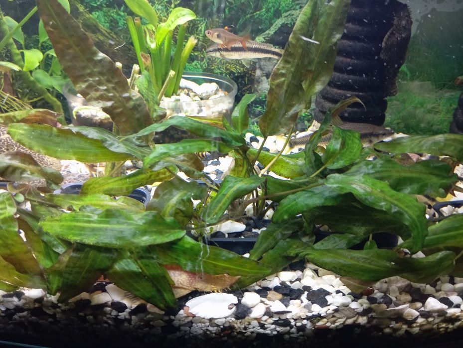 Rośliny akwariowe