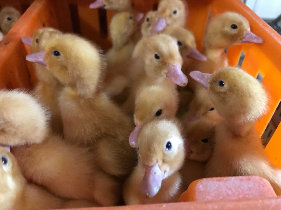 Kurczaki pisklęta nioski, mięsne, Blueshell, Greenshell, Sussex, Rosa,