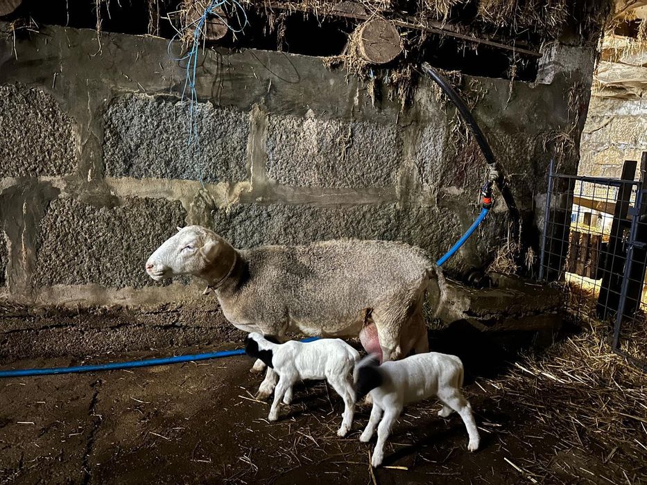 Ovelha Dorper branca pura c/ 2 crias