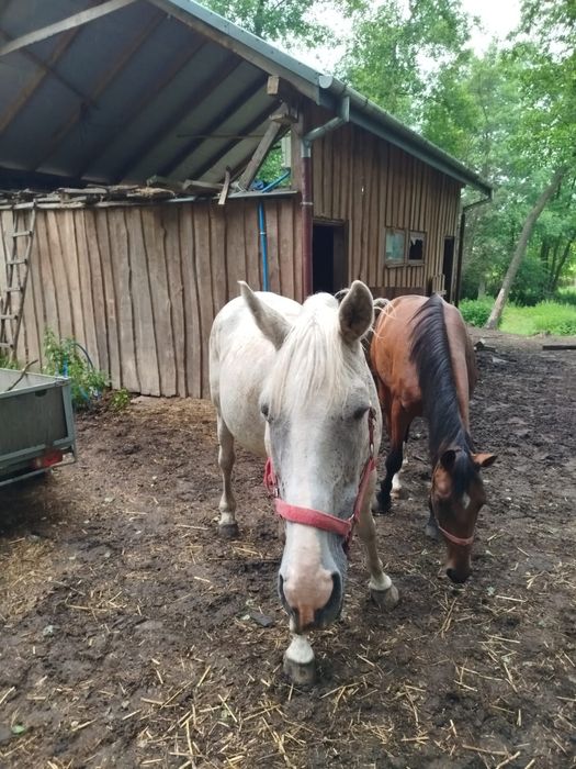 Sprzedam klacz wielkopolską