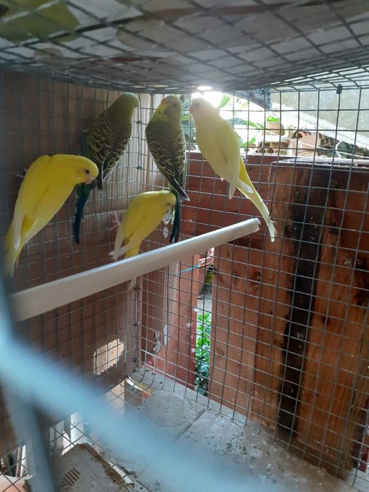 PERIQUITOS Australianos