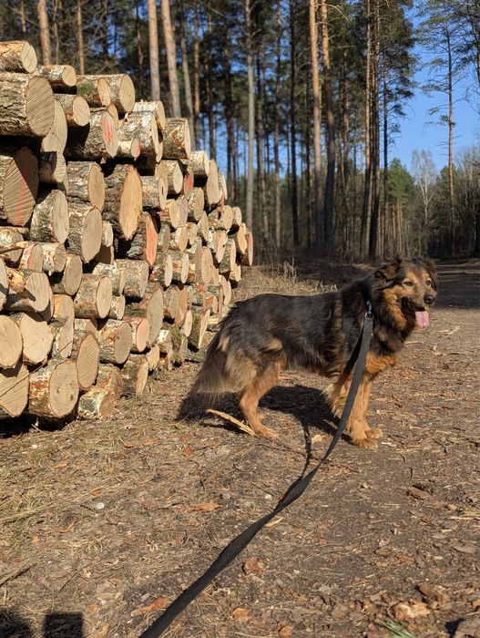 Puchaty Gibson szuka domu