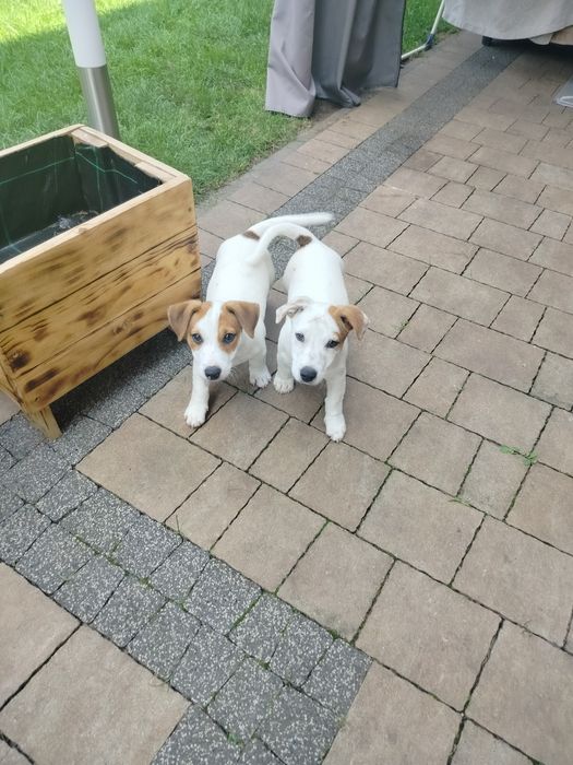 Jack Russell terrier szczeniak
