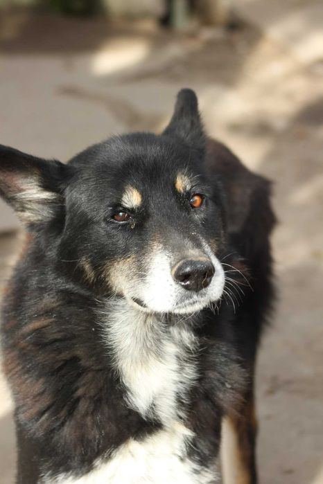 Anusko, amoroso (Cão para adoção)