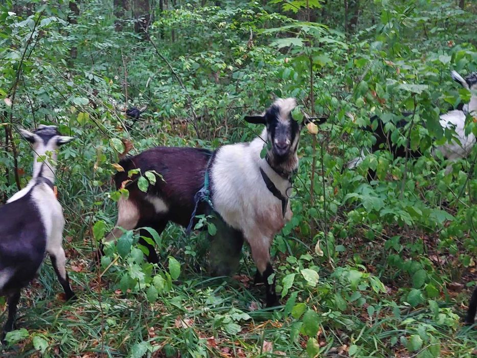 Альпийский козел для случки. Редкий окрас!