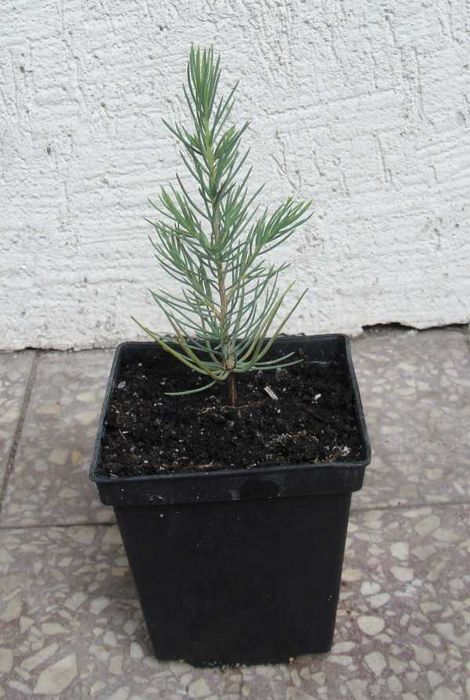 CEDR LIBAŃSKI CEDRUS - sadzonki w doniczkach