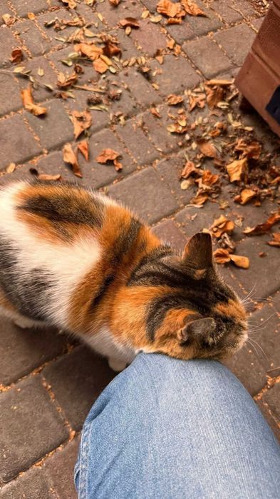 Łódź - Piękna trikolorka szuka domu