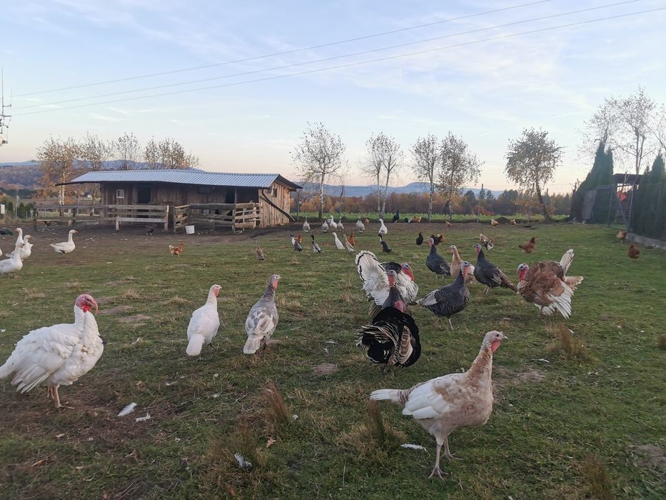 Sprzedam Indyki, Gęsi.