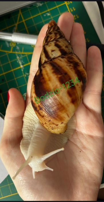 XXXL  Największe ślimaki afrykańskie Achatina reticulata albino body