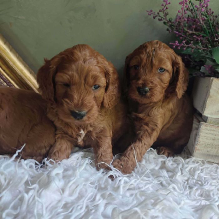 Cockapoo > cocker spanil & pudel > szczenięta.