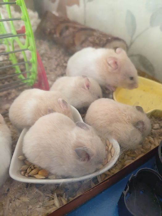 Продам хомячков!!!)